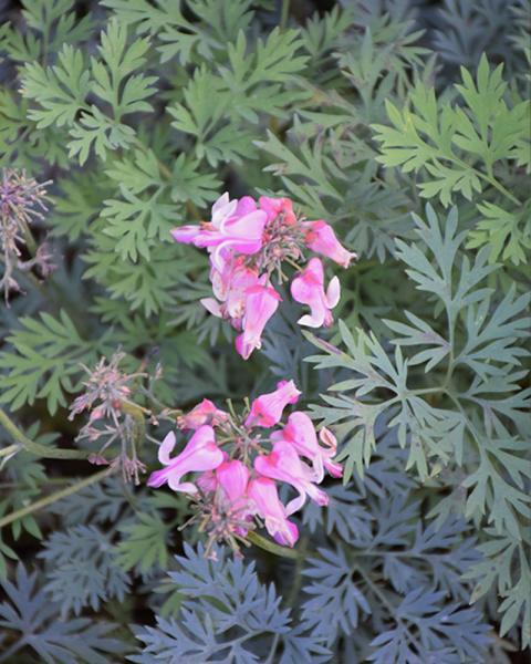 Dicentra 'Pink Diamonds' 1 Gallon