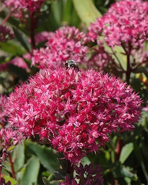 Sedum 'Carl' 1 Gallon