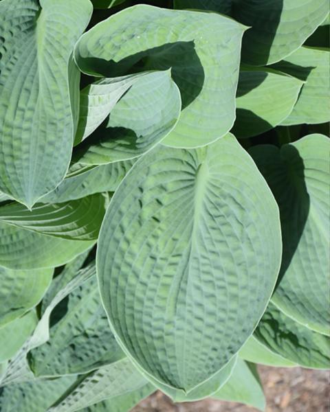 Hosta 'Big Daddy' 1 Gallon