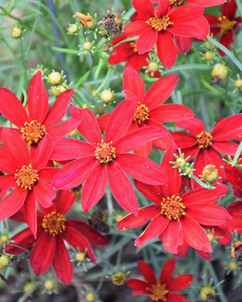 Coreopsis Sizzle And Spice® 'Hot Paprika' 1 Gallon