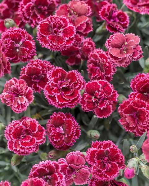 Dianthus Fruit Punch® 'Black Cherry Frost' 1 Gallon