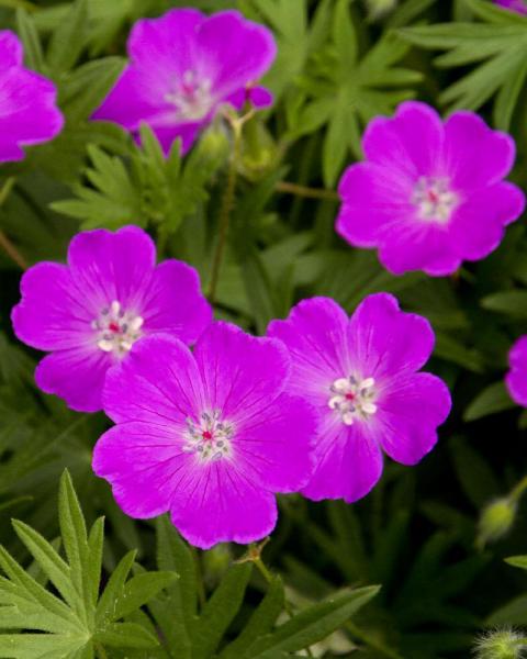 Geranium 'Max Frei' 1 Gallon