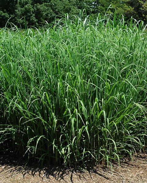 Grass Miscanthus 'Silver Feather' 1 Gallon