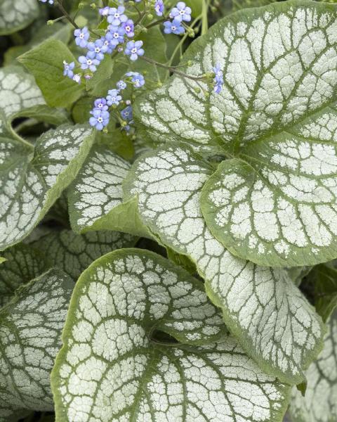 Brunnera 'Jack Frost' 1 Gallon