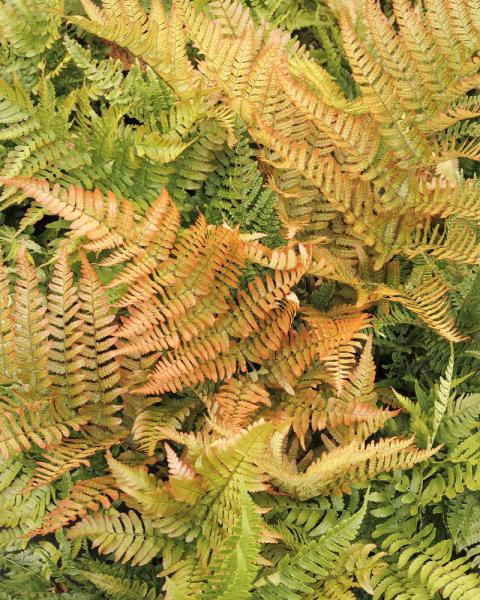 Fern Autumn 'Brilliance' 1 Gallon
