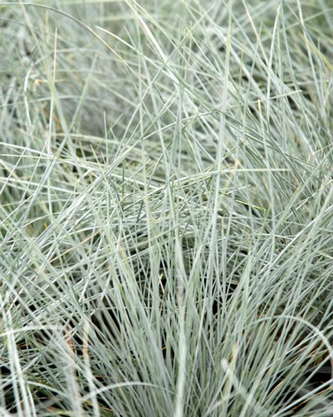 Grass Festuca 'Beyond Blue' 1 Gallon