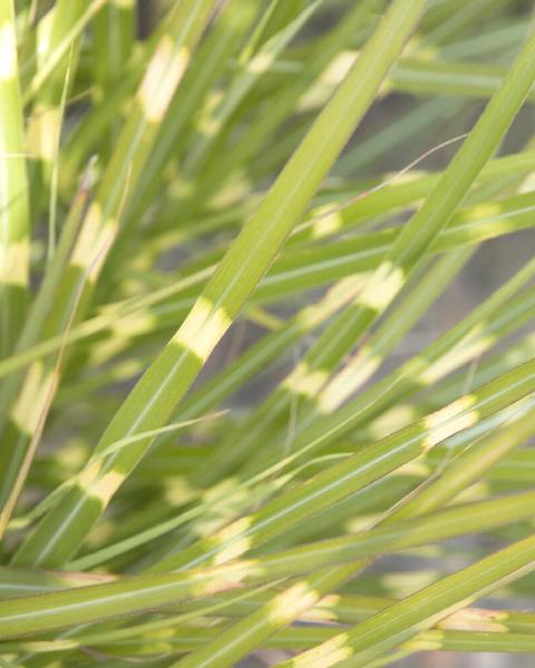 Grass Miscanthus 'Little Zebra' 1 Gallon