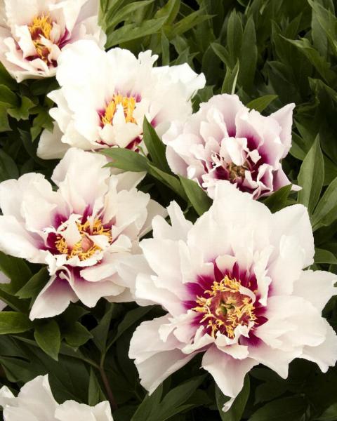 Paeonia 'Cora Louise' 2 Gallon