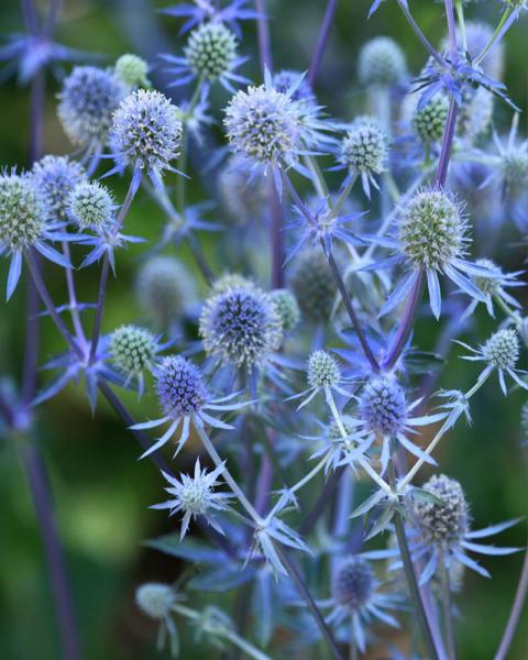 Eryngium 'Blue Glitter' 1 Gallon