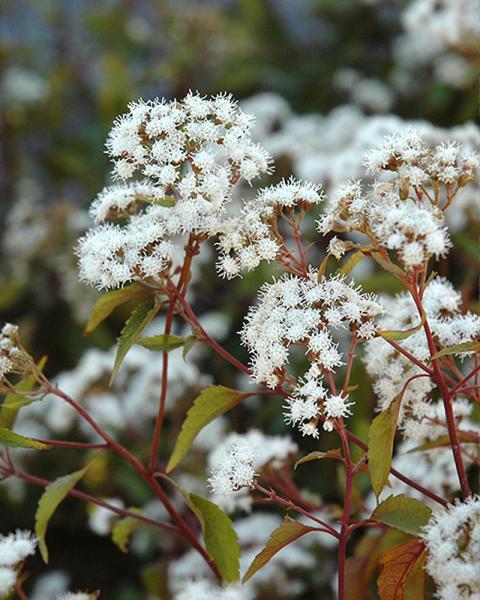 Eupatorium 'Chocolate' 1 Gallon