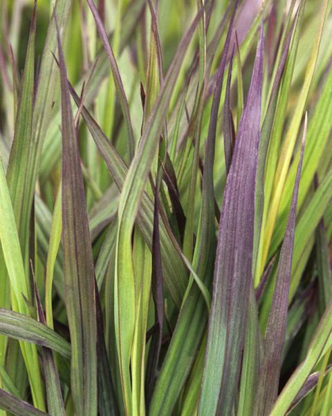 Grass Andropogon 'Blackhawks' 2 Gallon