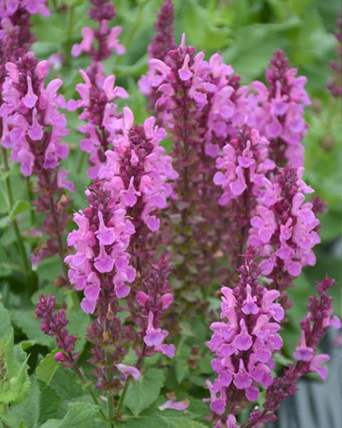 Salvia 'Rose Marvel' 1 Gallon