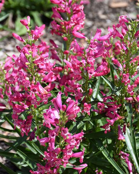 Penstemon Rock Candy® 'Ruby' 1 Gallon