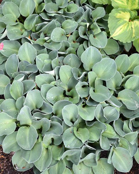 Hosta 'Blue Mouse Ears' 3.25 Inch