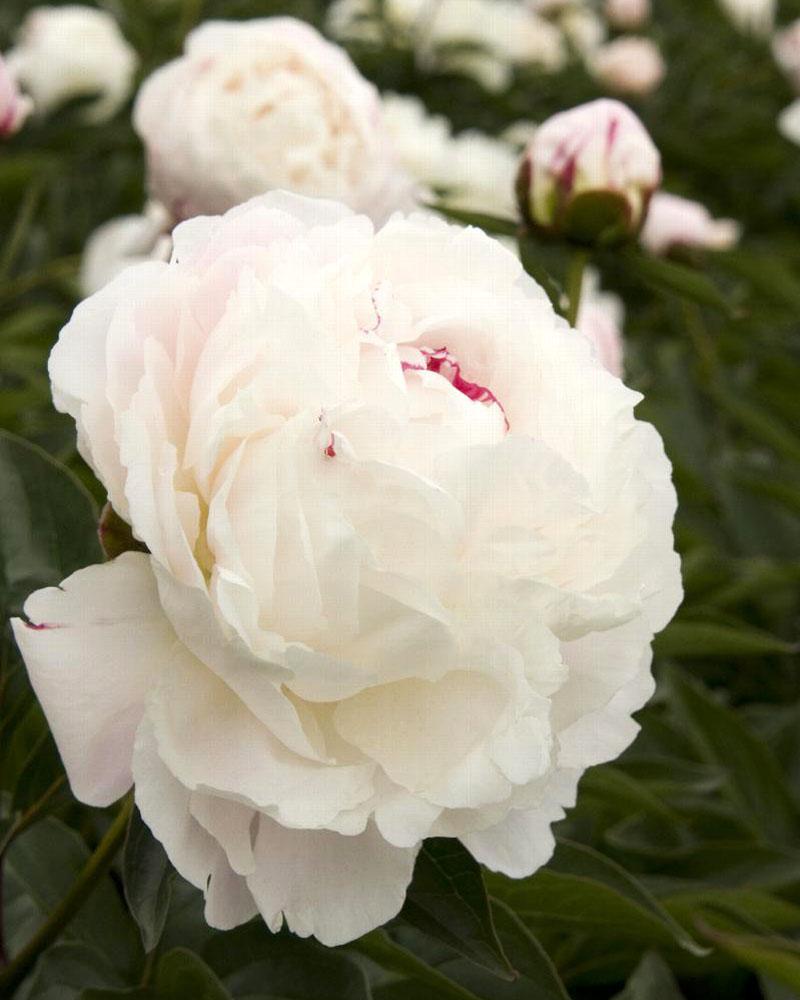 Paeonia 'Shirley Temple' 2 Gallon