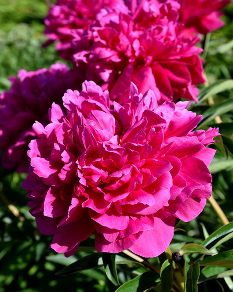 Paeonia 'Kansas' 1 Gallon