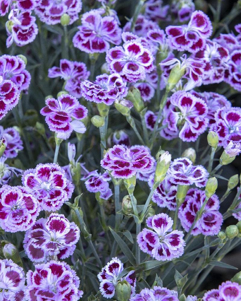 Dianthus 'Delilah Bicolor Purple' 19 Cm