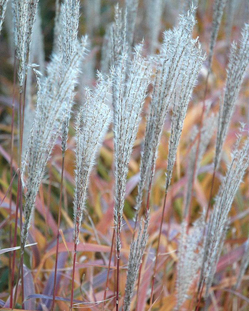 Grass Miscanthus 'Purpurascens' 2 Gallon