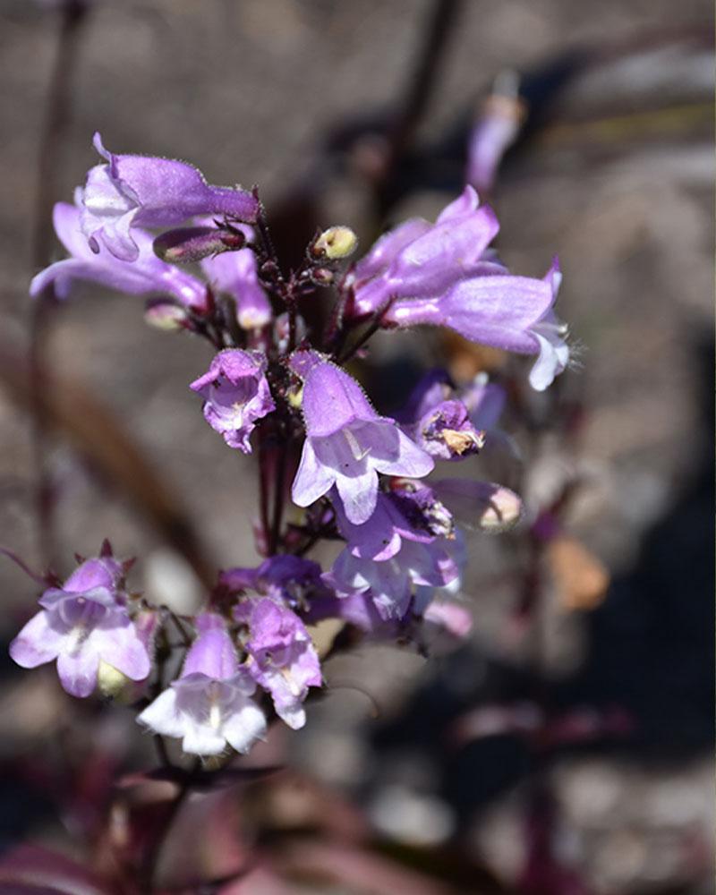 Penstemon 'Blackbeard' 1 Gallon