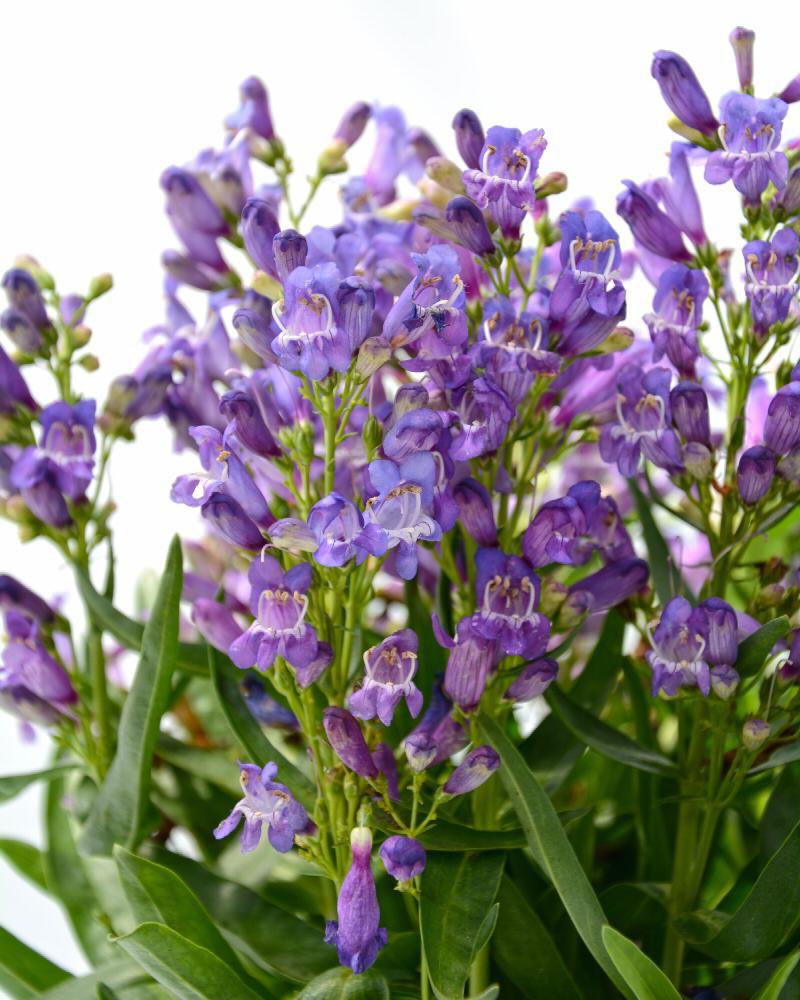 Penstemon Rock Candy® 'Blue' 1 Gallon