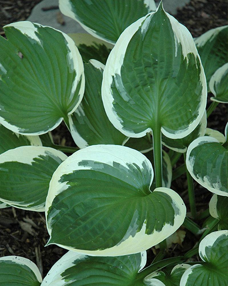 Hosta 'Minuteman' 3 Gallon