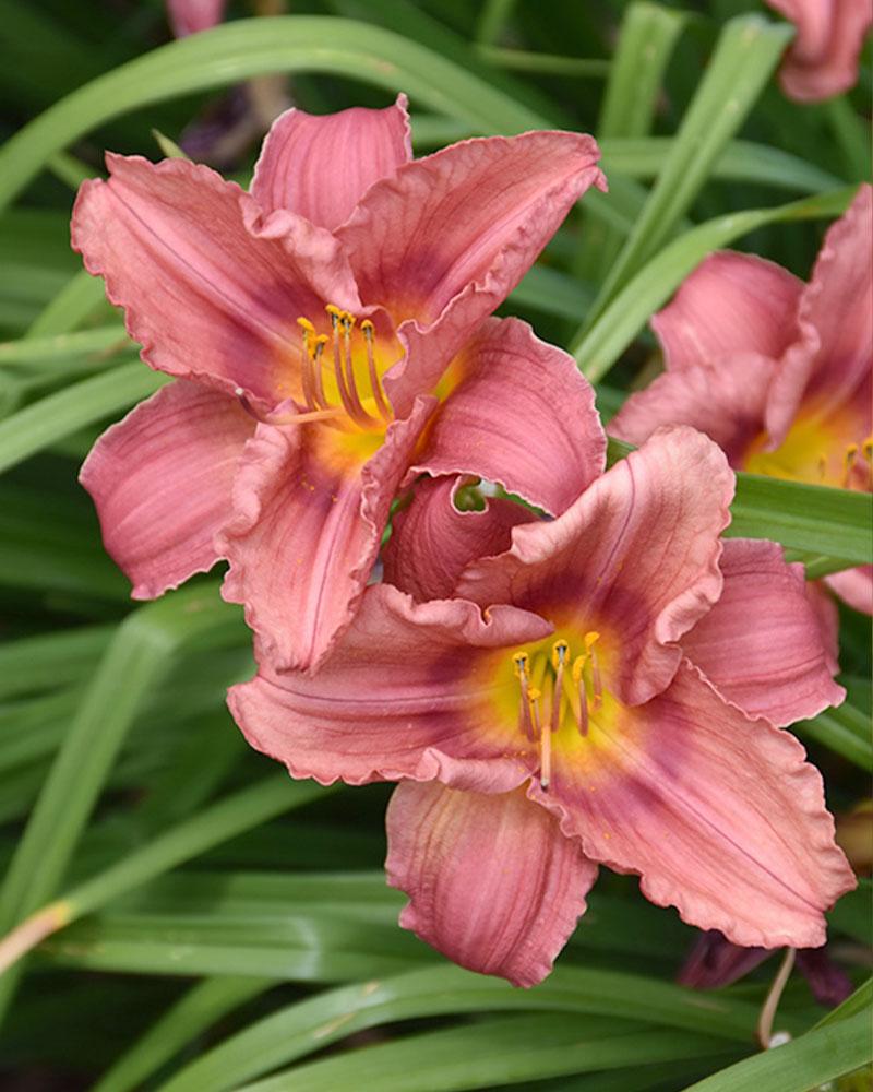 Hemerocallis Happy Ever AppsterÂ® 'Rosy Returns' 1 Gallon