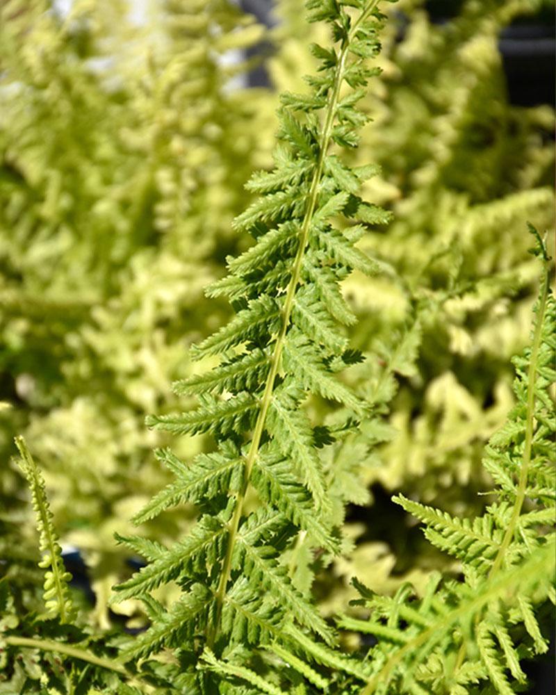 Fern Lady 'Victoriae' 1 Gallon