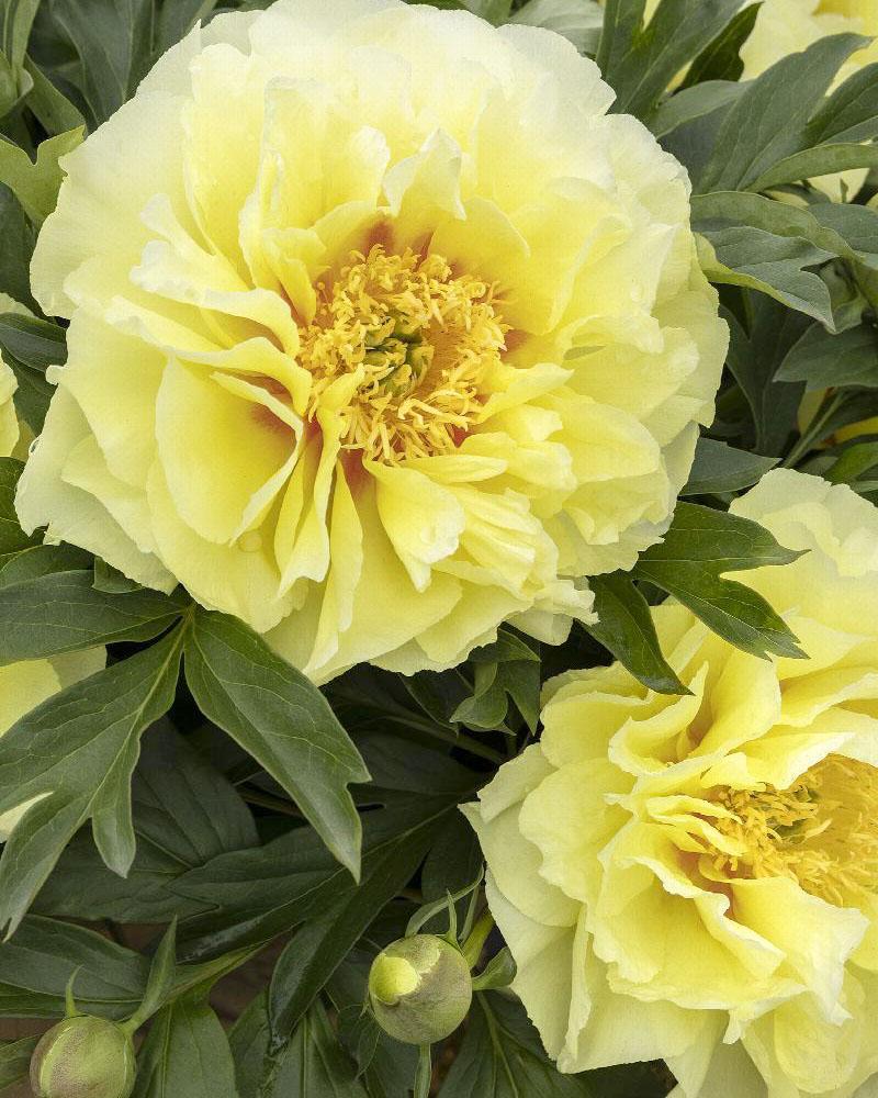 Paeonia 'Bartzella' 2 Gallon