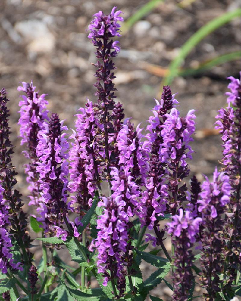 Salvia 'Pink Profusion' 1 Gallon