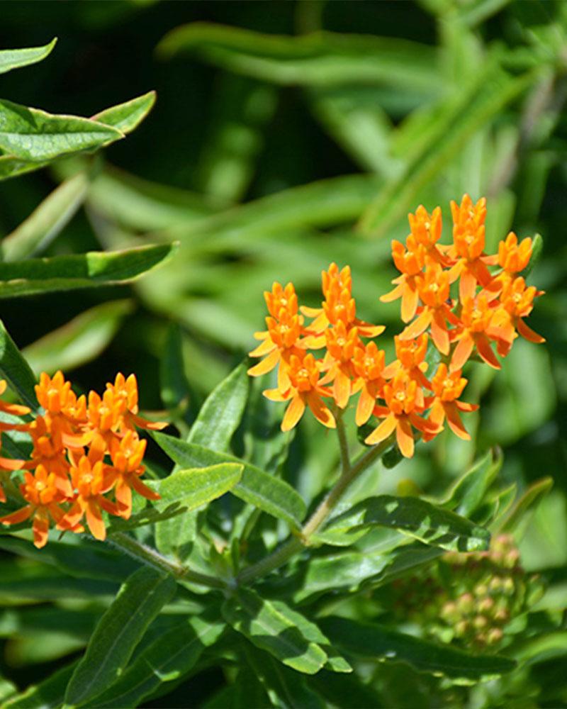 Asclepias tuberosa interior 1 Gallon