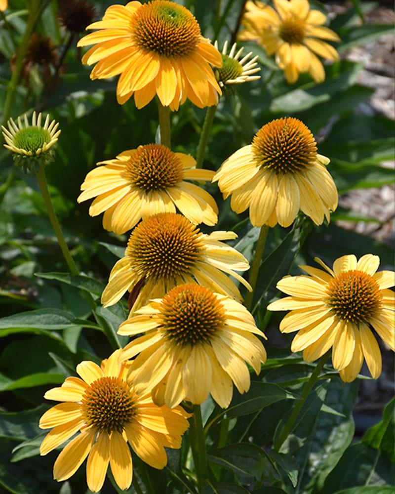 Echinacea Sombrero® 'Granada Gold' 1 Gallon