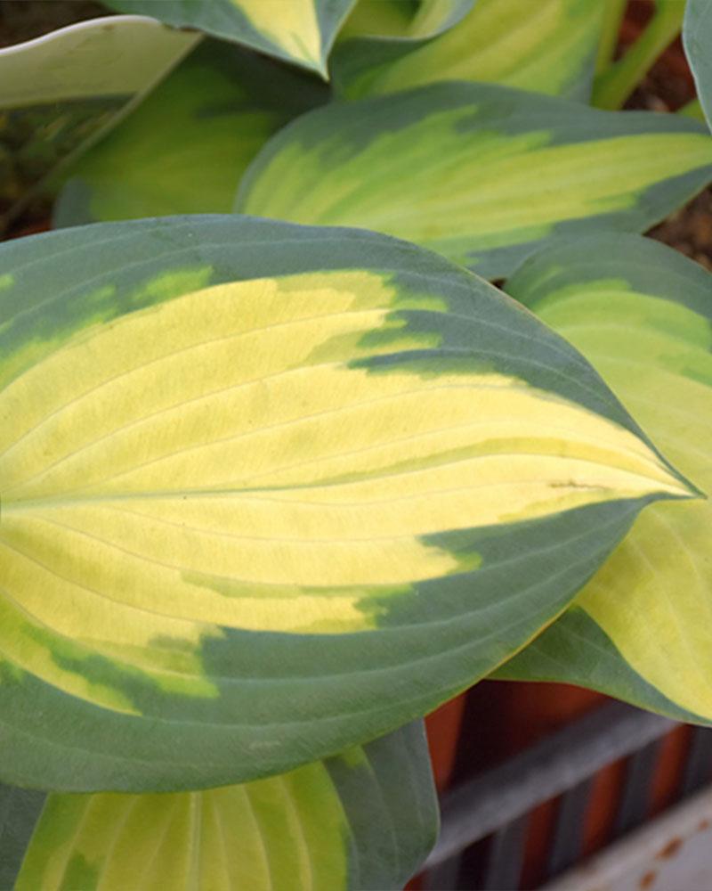 Hosta 'Forbidden Fruit' 1 Gallon