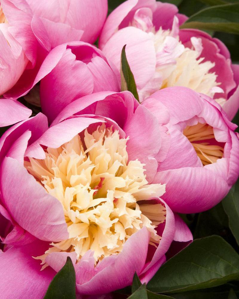 Paeonia 'Bowl Of Beauty' 2 Gallon