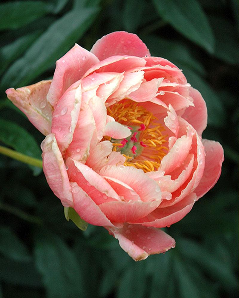 Paeonia 'Coral Charm' 2 Gallon