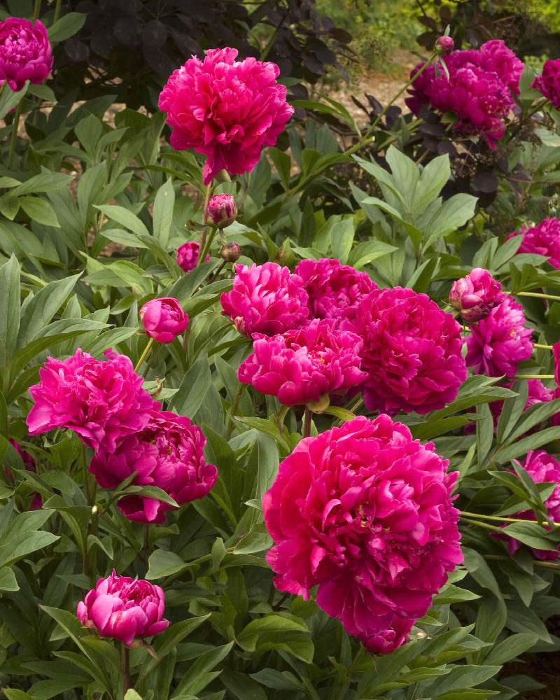 Paeonia 'Karl Rosenfeld' 2 Gallon
