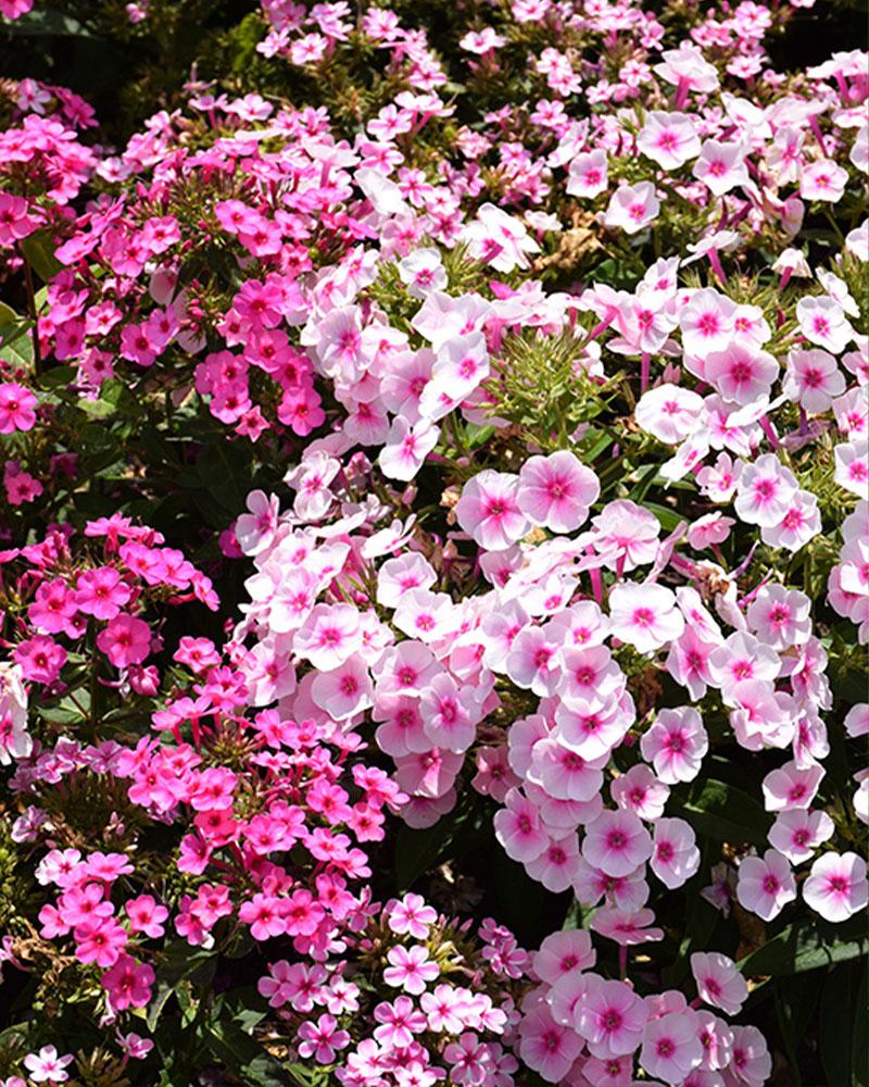 Phlox Early Start 'Early® Pink Candy' 1 Gallon