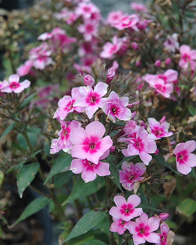 Phlox Early Start 'Early® Pink' 1 Gallon