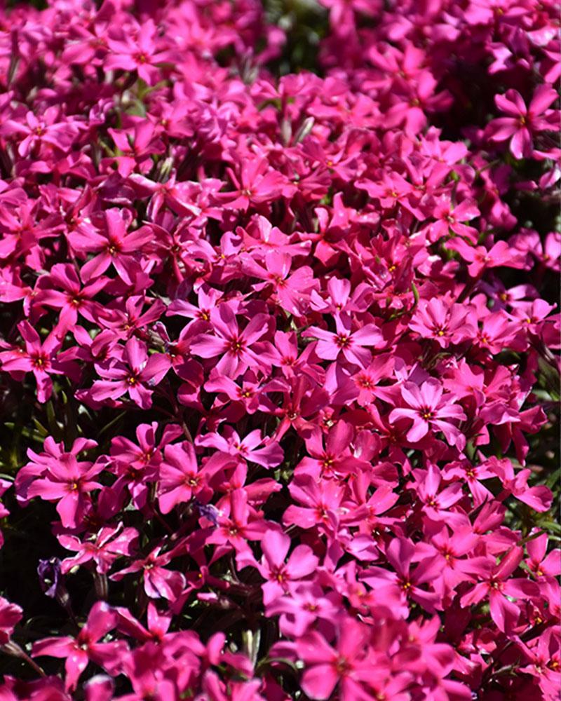 Phlox 'Scarlet Flame' 1 Gallon