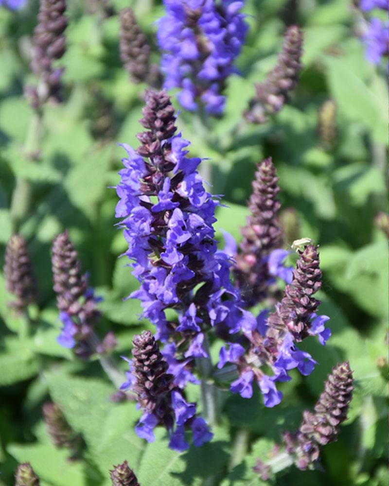 SALVIA BUMBLEBLUE