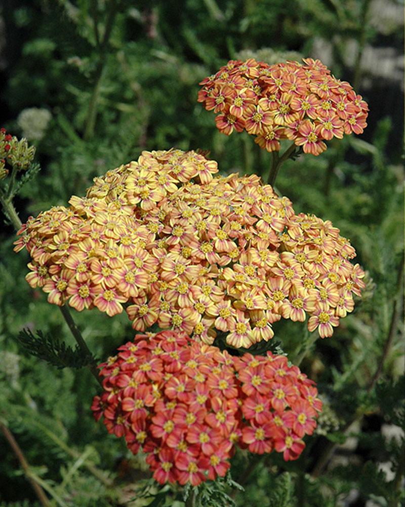 Achillea 'Desert Eve Terracotta' 1 Gallon