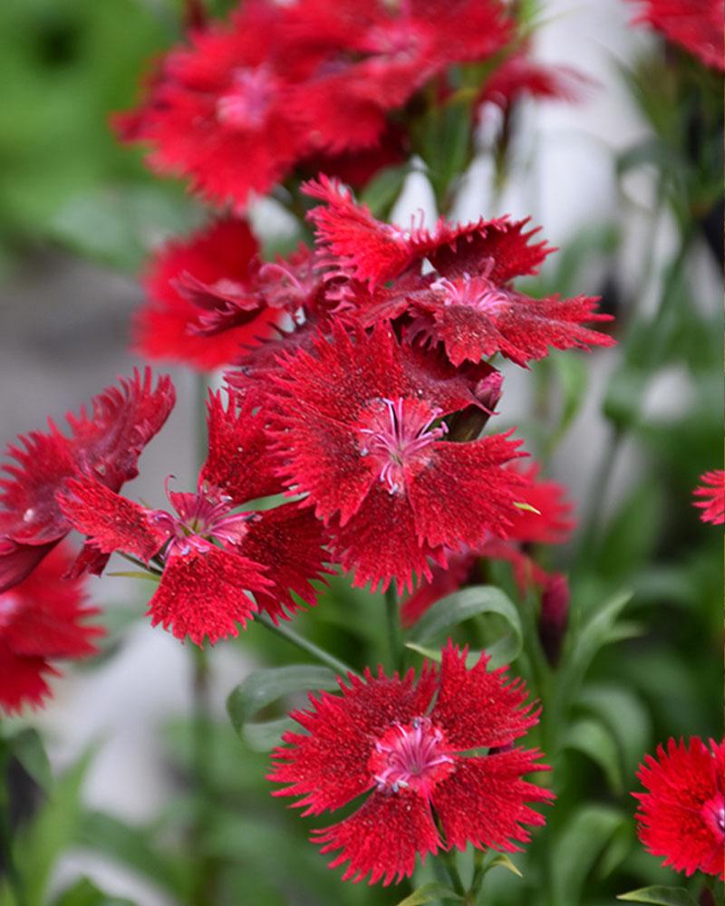 Dianthus Rockin' 'Red' 1 Gallon