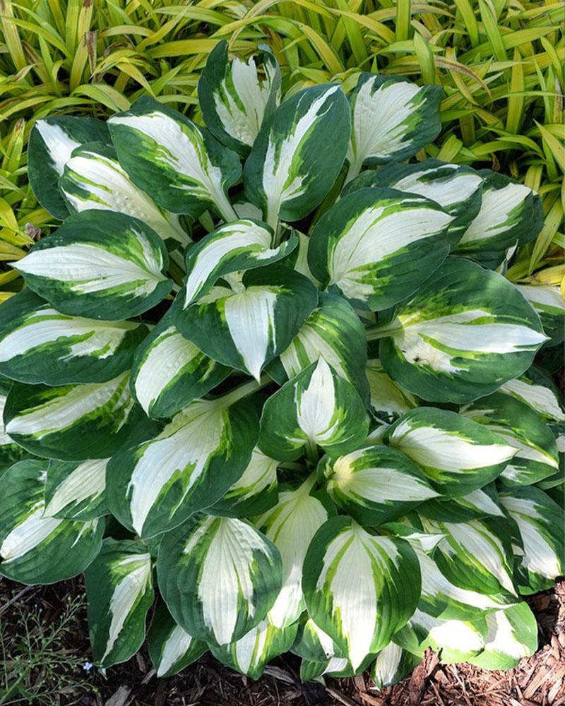 HOSTA VULCAN