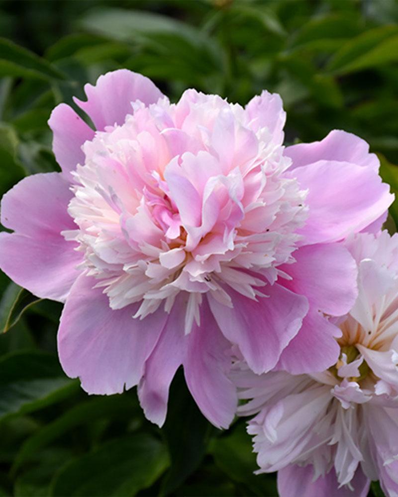 Paeonia 'Monsieur Jules Elie' 2 Gallon