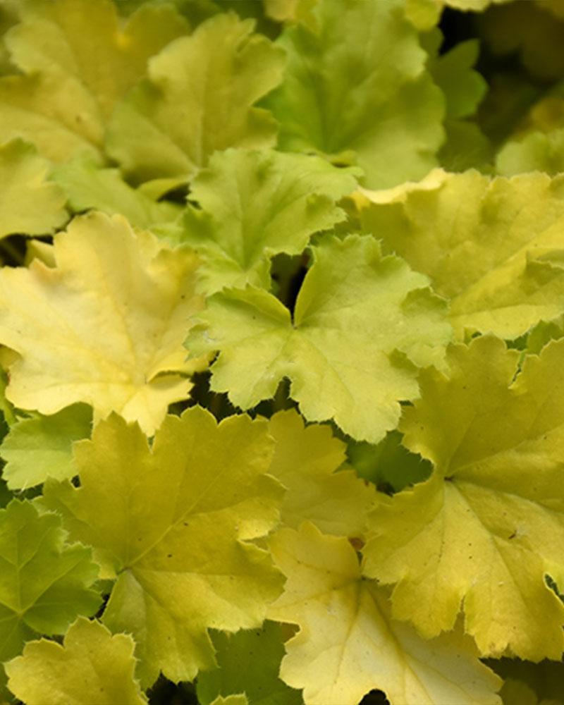 Heuchera 'Lemon Love' 19 Cm