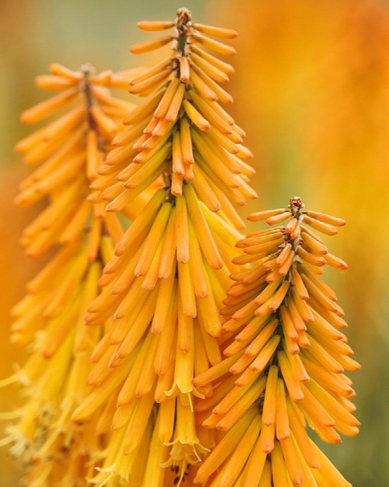 Kniphofia 'Mango Popsicleâ¢' 19 Cm