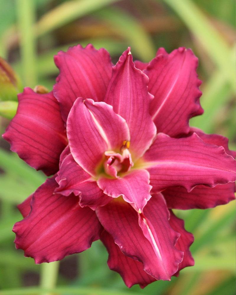 Hemerocallis 'Double Pardon Me' 2 Gallon