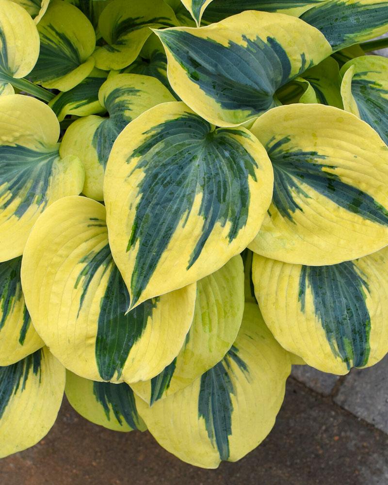 HOSTA SH AUTUMN FROST PW