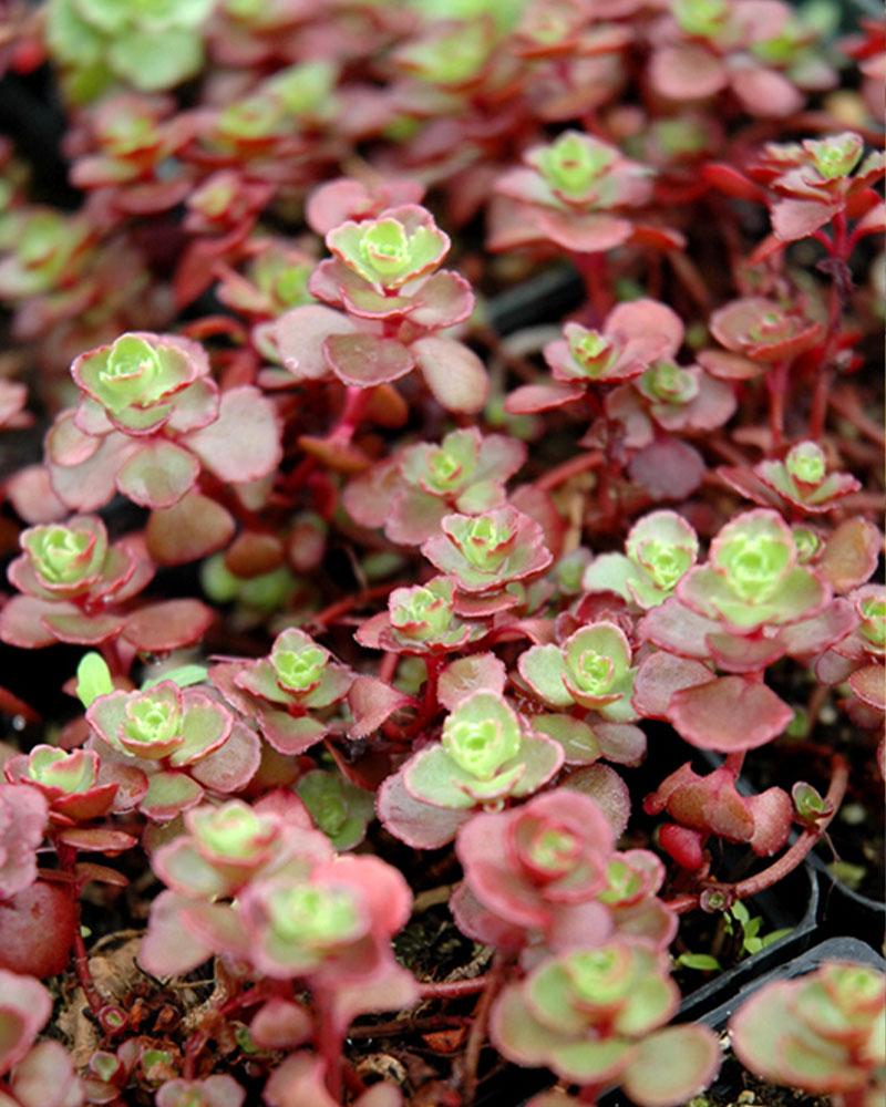 Sedum 'Flaming Carpet' 19 Cm