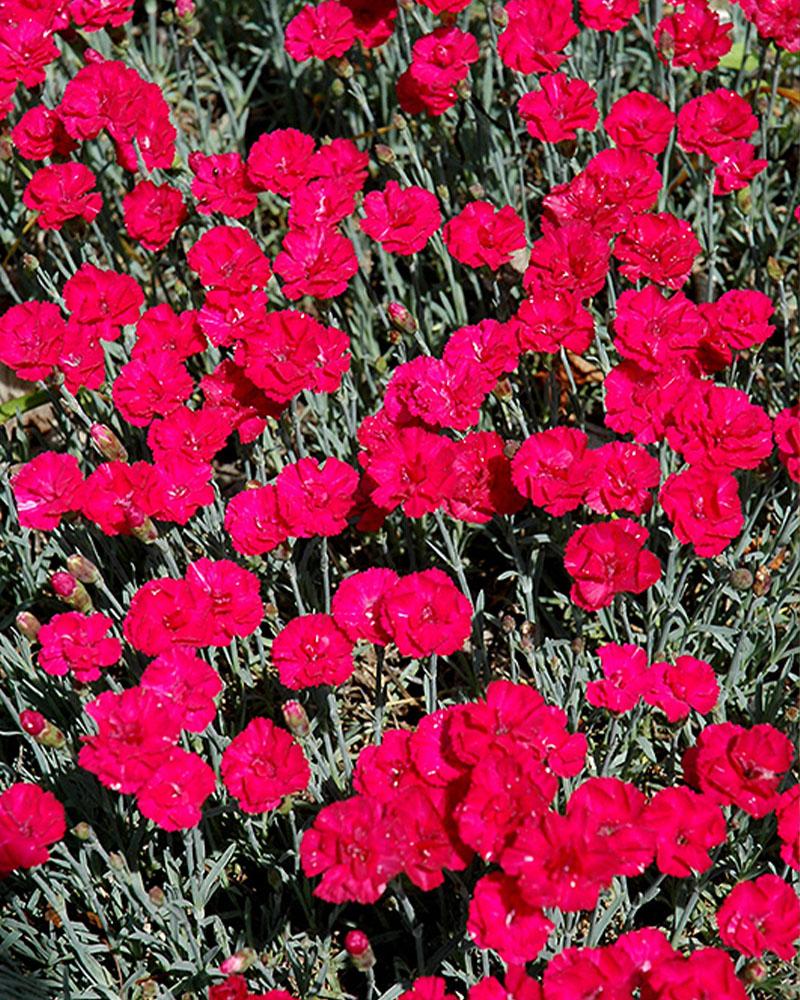 Dianthus 'Frosty Fire' 1 Gallon