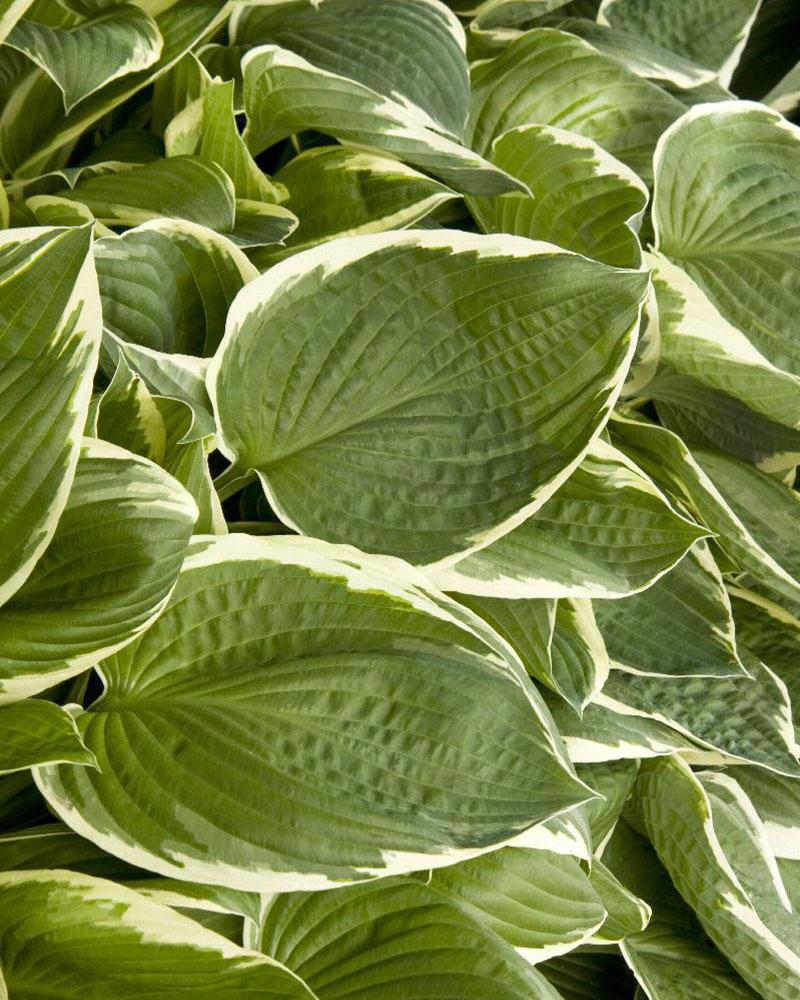 HOSTA FRANCEE #2